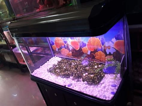 buy aquarium fish online nagpur|Aquarium Fish In Nagpur (एक्वेरियम फिश, नागपुर).